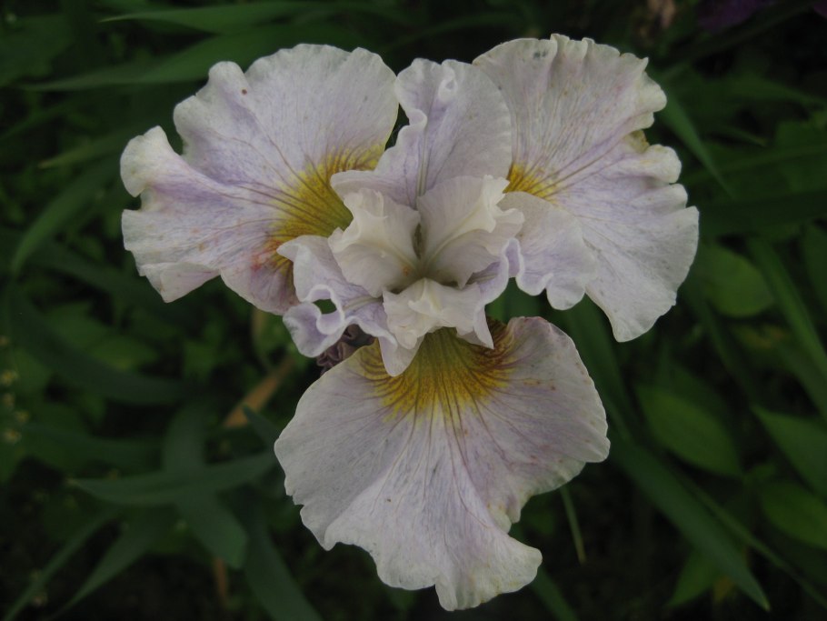 Ирис Сибирский Silver Edge