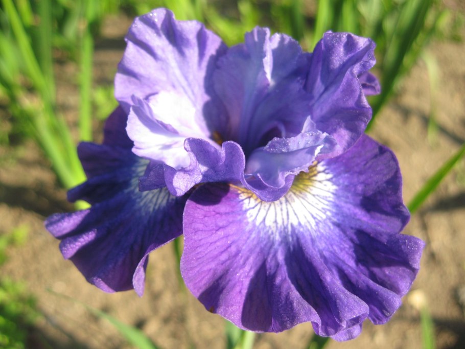 Ирис Сибирский миссион Бэй