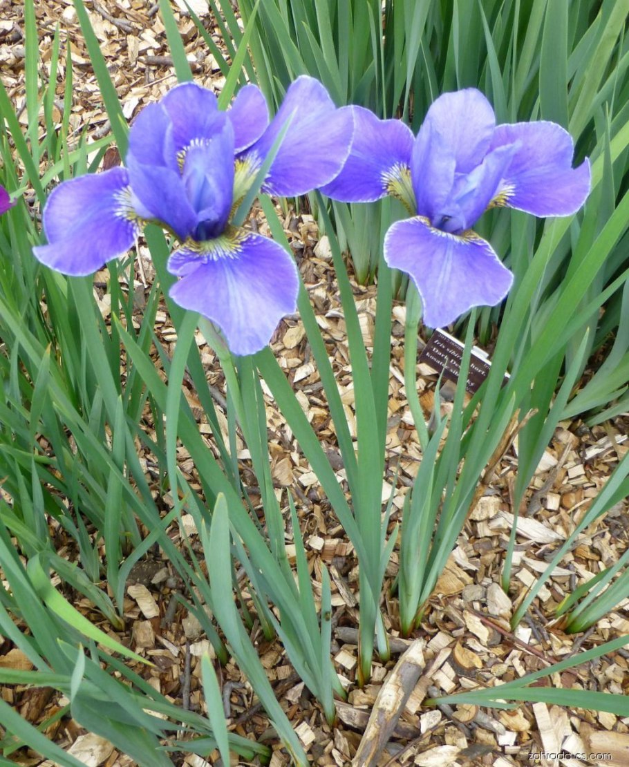 Ирис Сибирский кита-но-Сейза