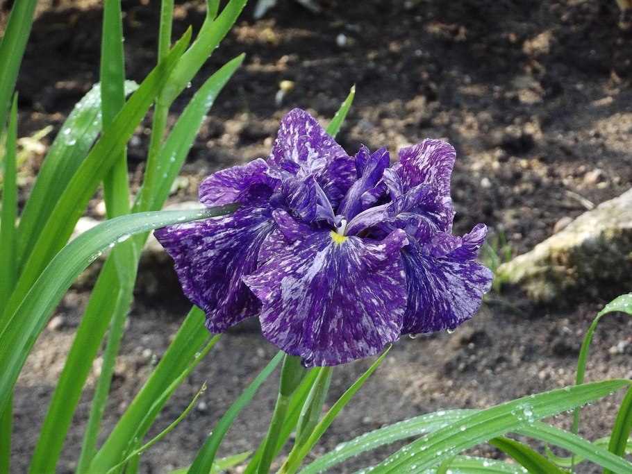 Ирис Сибирский Каррьер