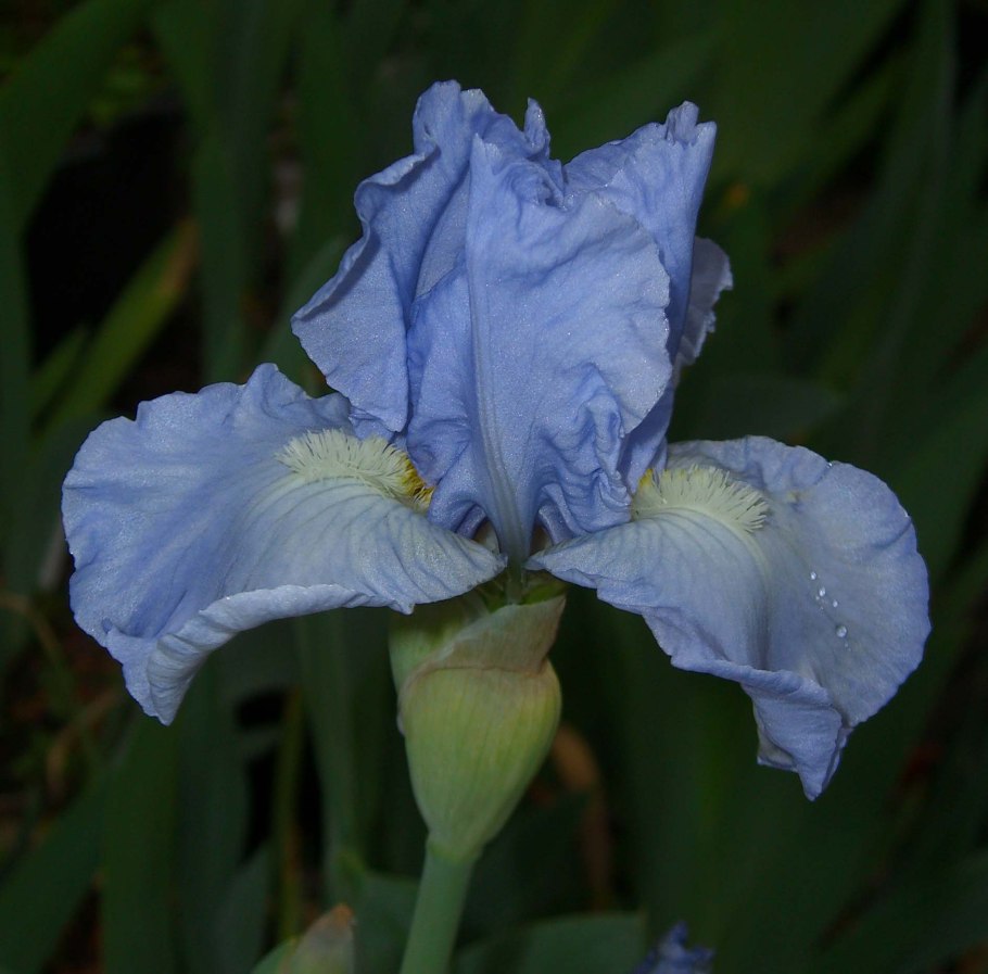 Ирис Сибирский Эвен
