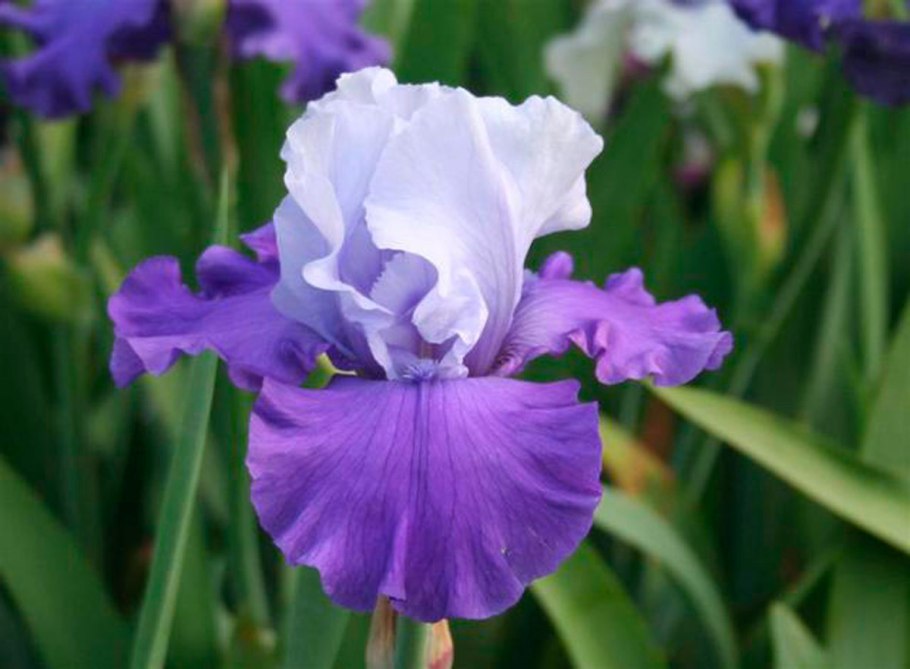 Ирис Сибирский Роузи Баус