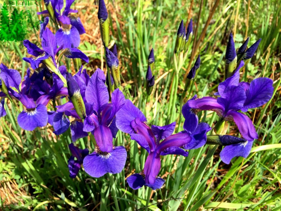 Iris sibirica Silver Edge