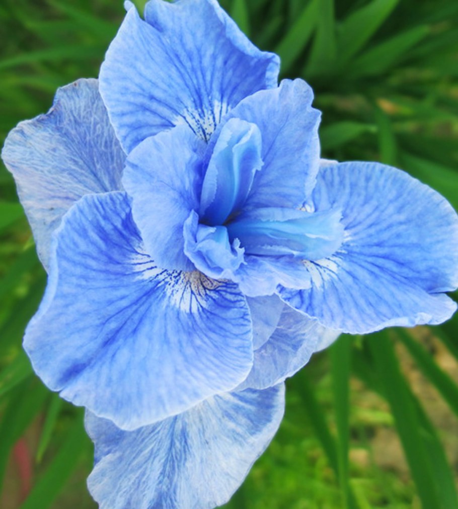 Ирис Сибирский фиолетовый