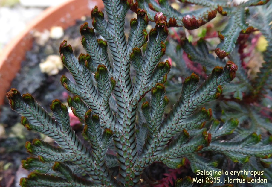 Selaginella erythropus