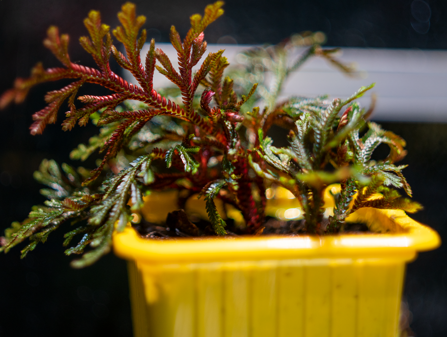 Селагинелла эритропус красный