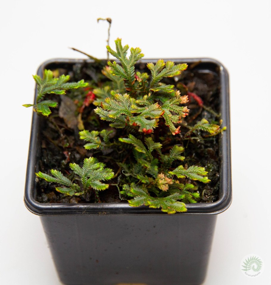 Selaginella erythropus