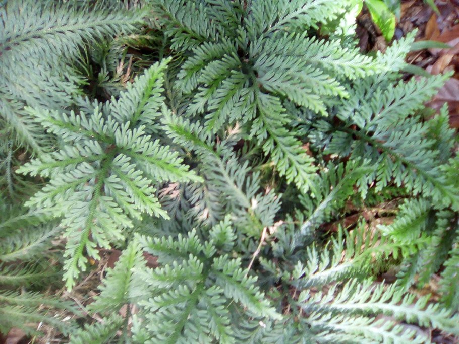 Портрет Лопухиной Лермонтова