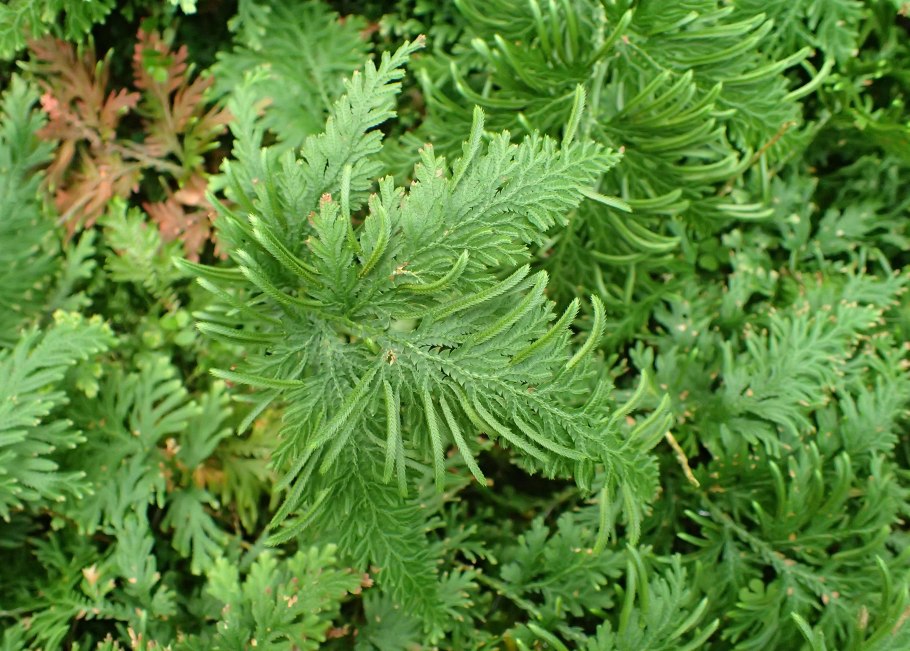 Селагинелла (Selaginella lepidophylla) i