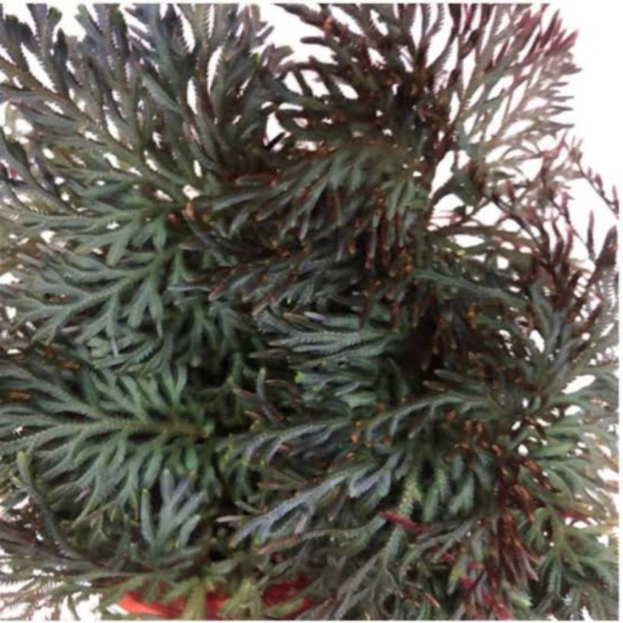 Селагинелла размножение