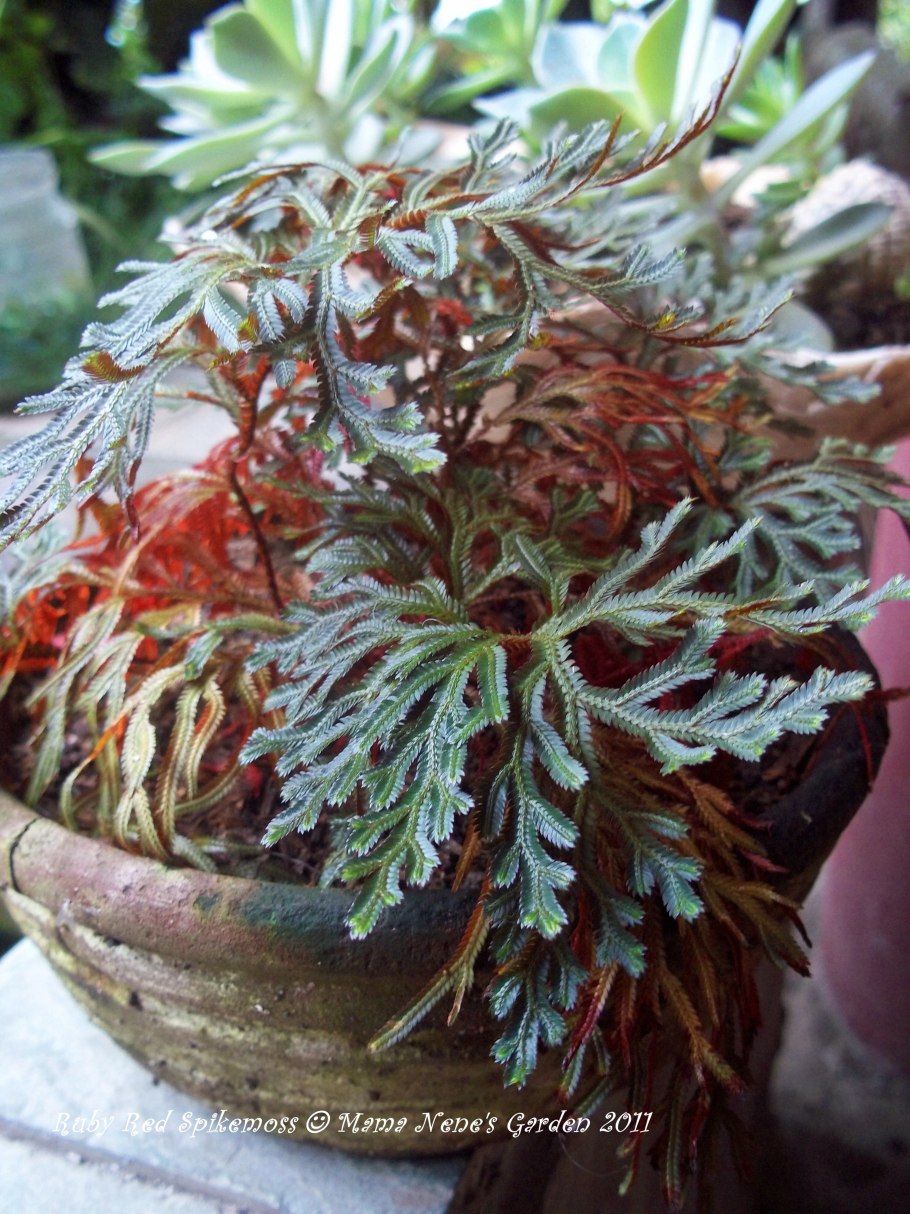 Selaginella wildenowii купить на авито