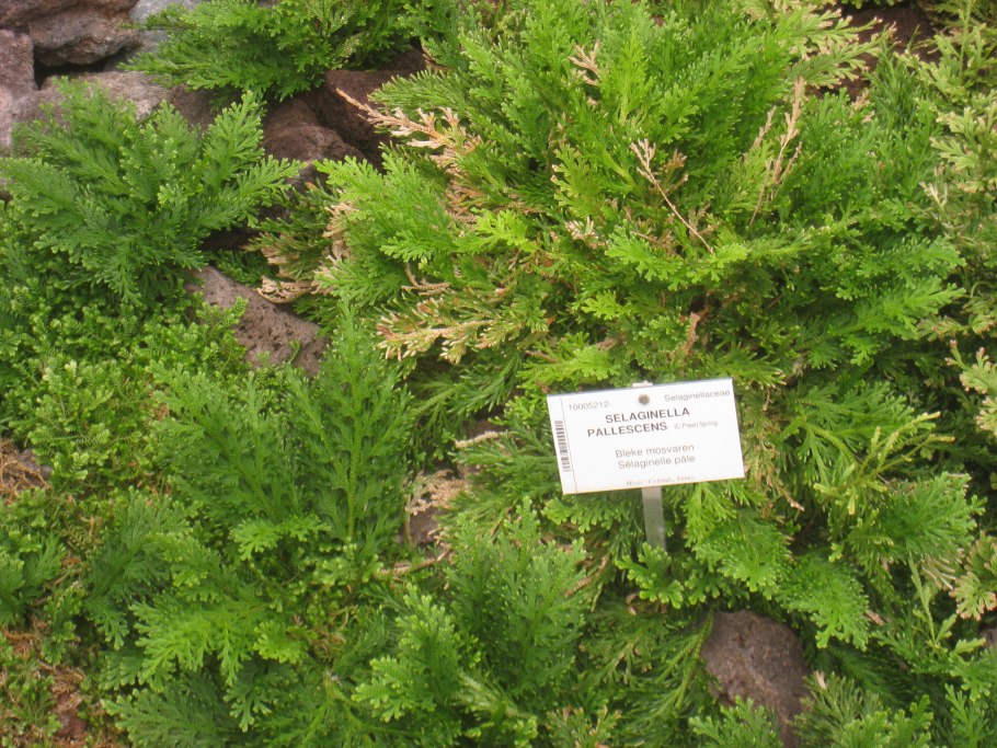 Папоротник Selaginella uncinata