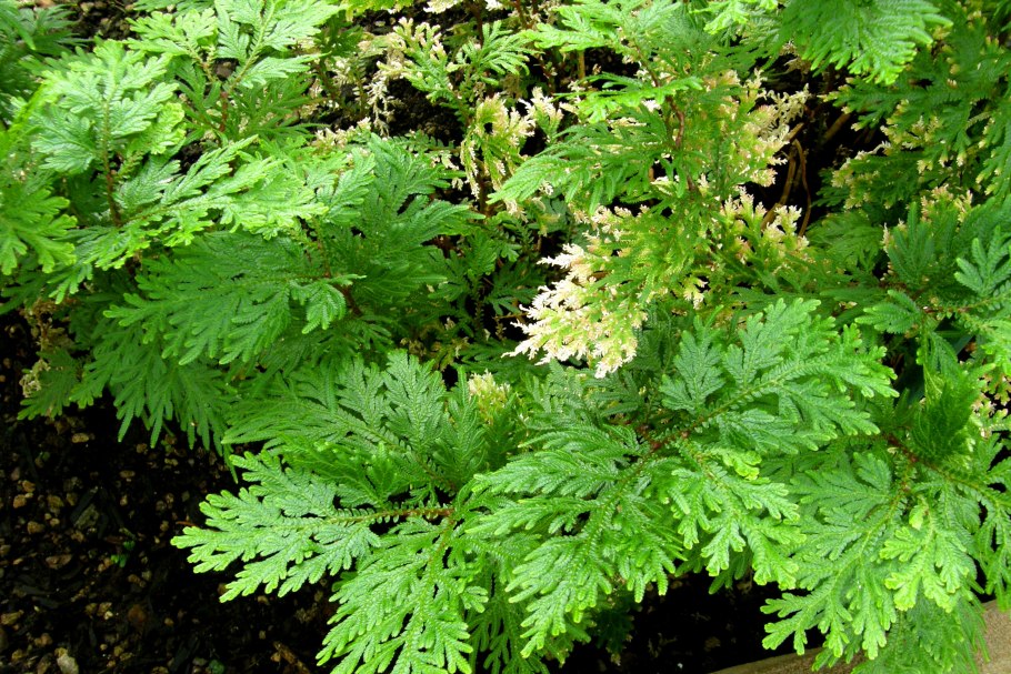 Селагинелла Краусса (Selaginella kraussiana)
