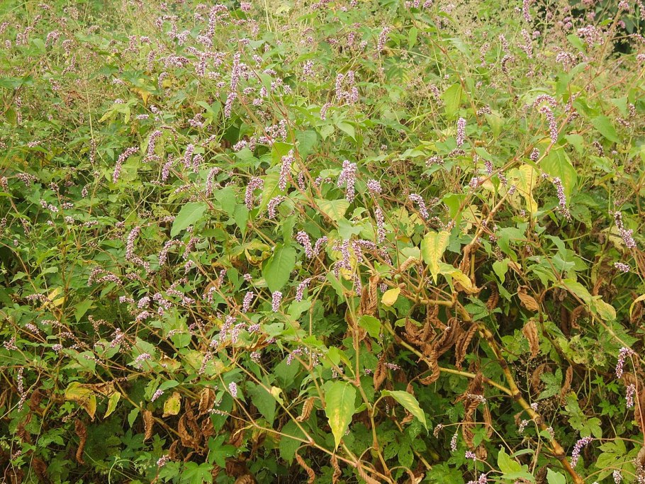 Горец птичий спорыш