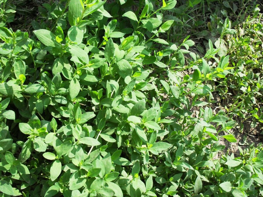 Горец птичий Polygonum aviculare всходы