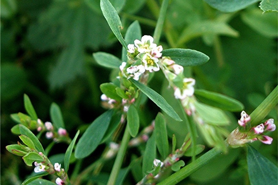 Японский спорыш