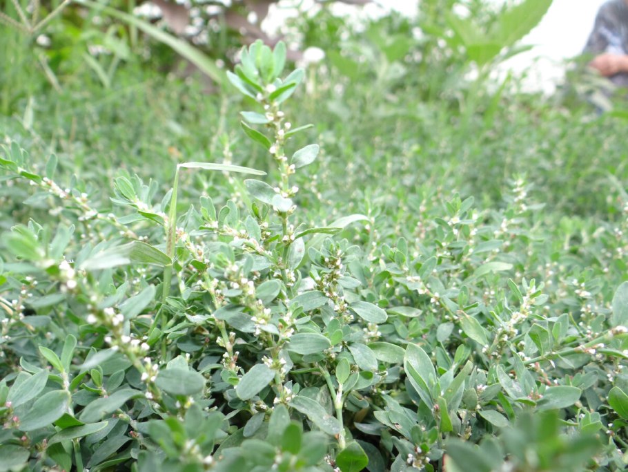 Горец птичий (Polygonum aviculare)