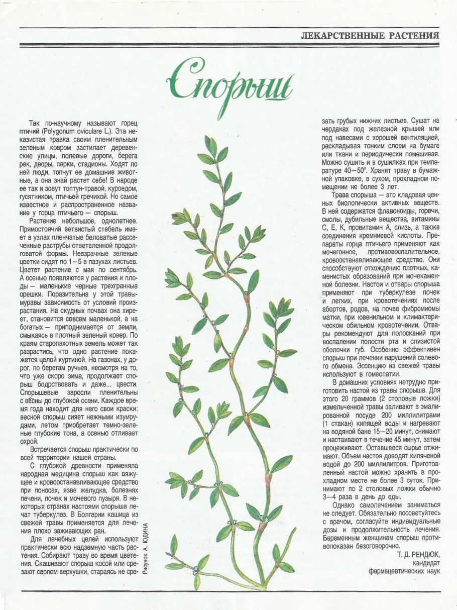 Спорыш (Горец птичий) трава