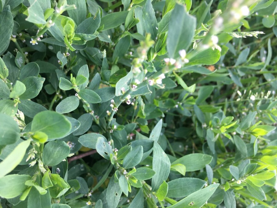 Горец птичий (Polygonum aviculare)