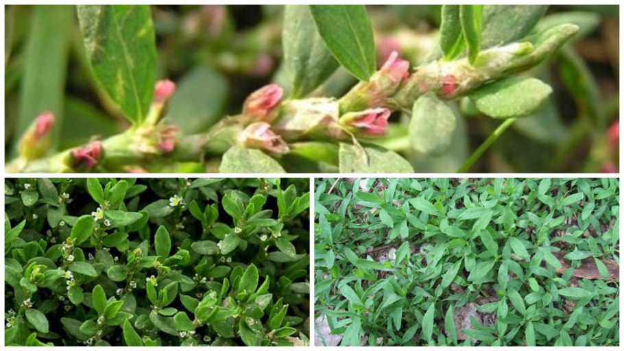 Спорыш семейство гречишные