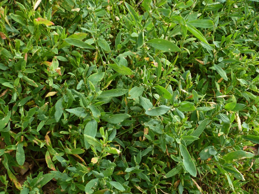 Спорыш трава