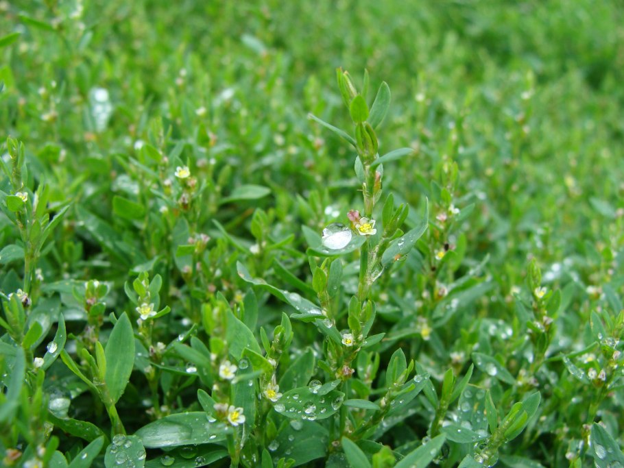 Горец птичий семена для посева