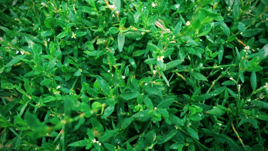 Трава мурава спорыш