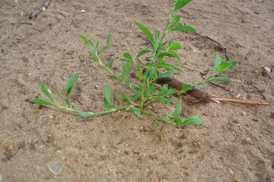 Спорыш (Горец птичий) трава