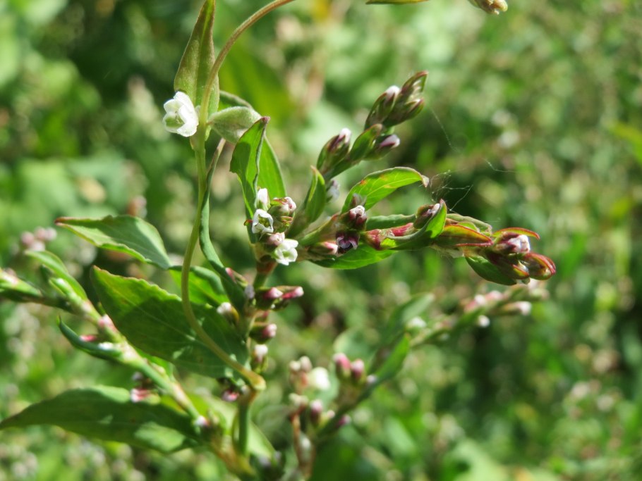 Polygonum aviculare
