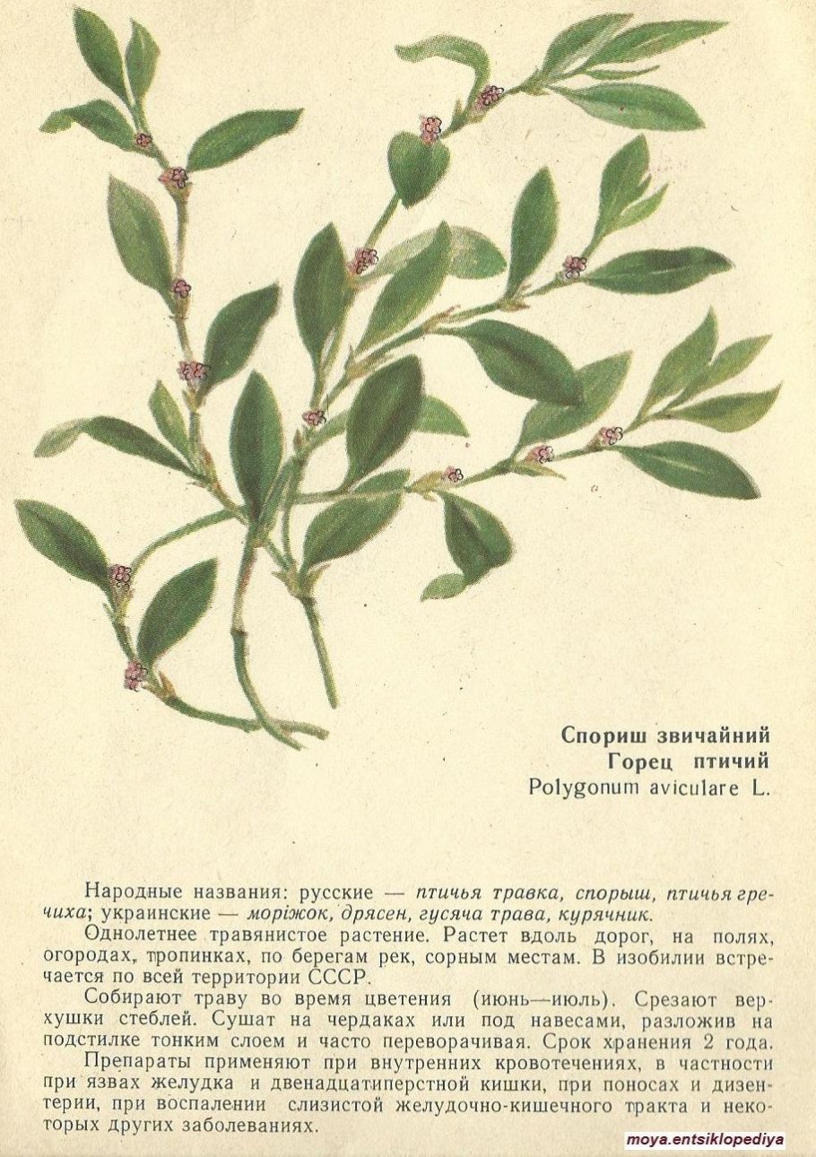 Горец птичий спорыш