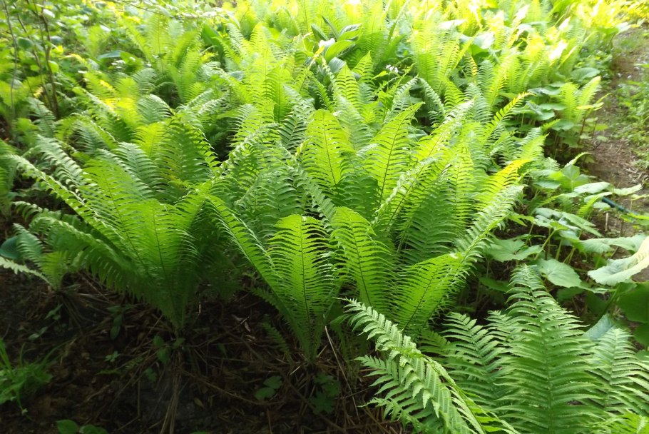 Папоротник страусник Matteuccia struthiopteris