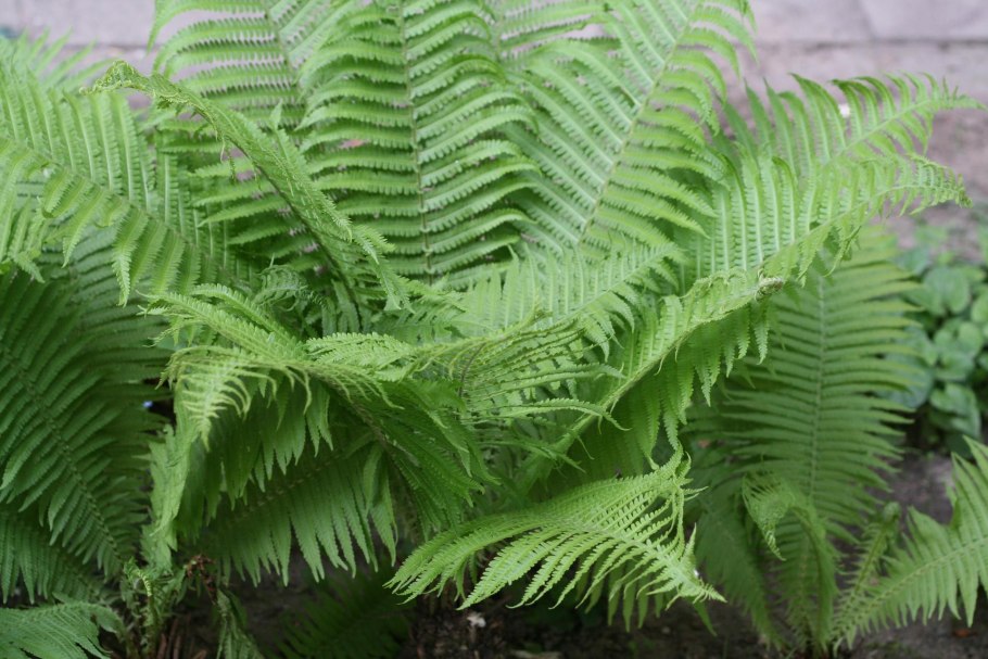 Matteuccia gigantea. Страусник гигантский