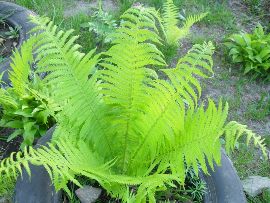 Страусник папоротник struthiopteris