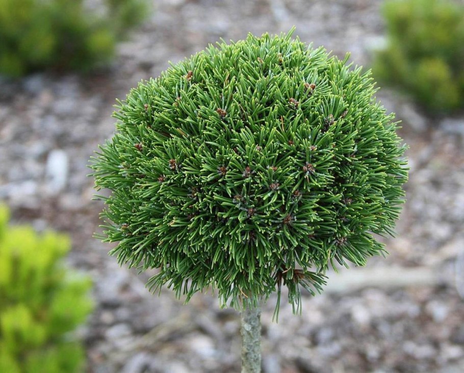 Pinus mugo Jezek