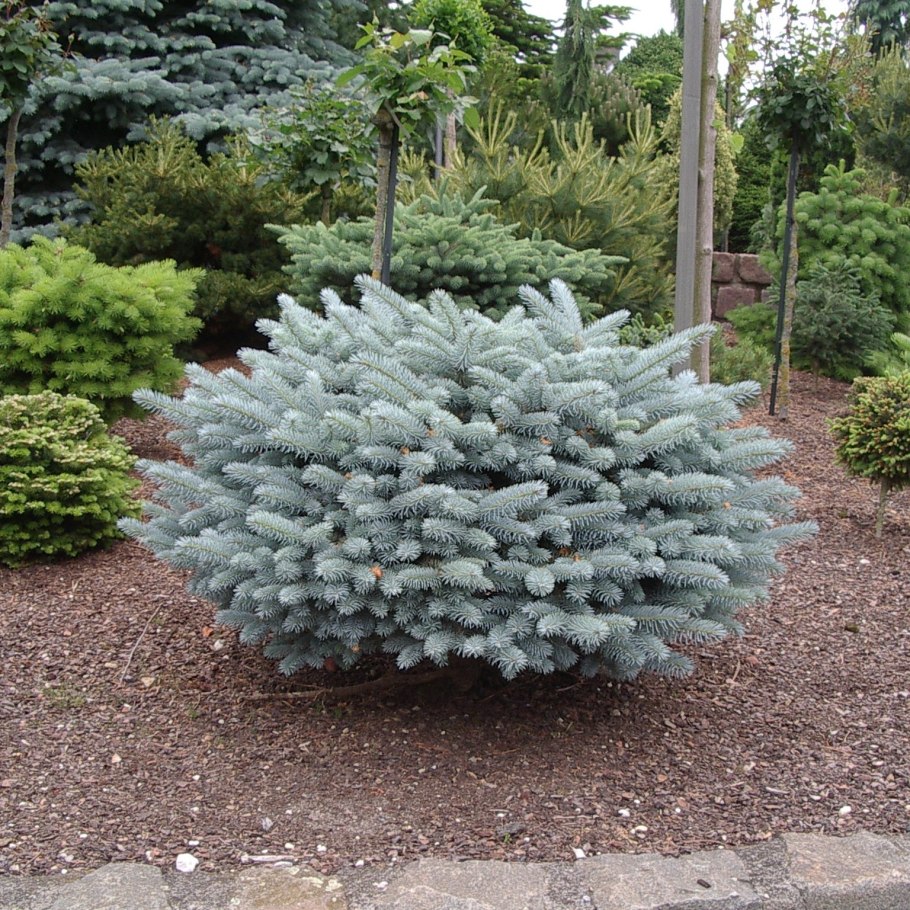Picea pungens Глаука Глобоза