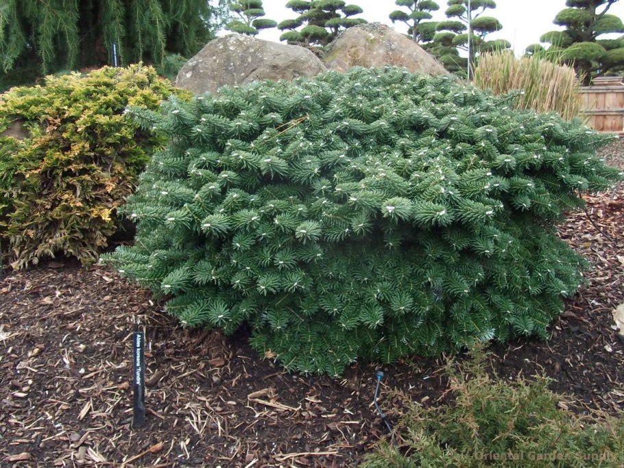 Abies Koreana 'Tundra'