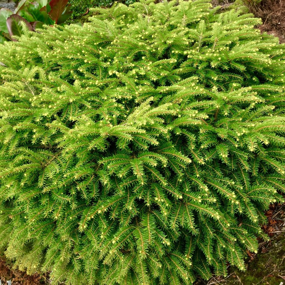 Ель обыкновенная Nidiformis