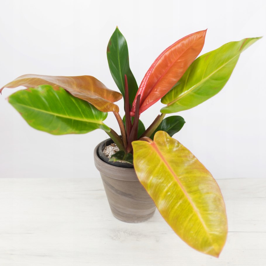 Филодендрон оранж Джус