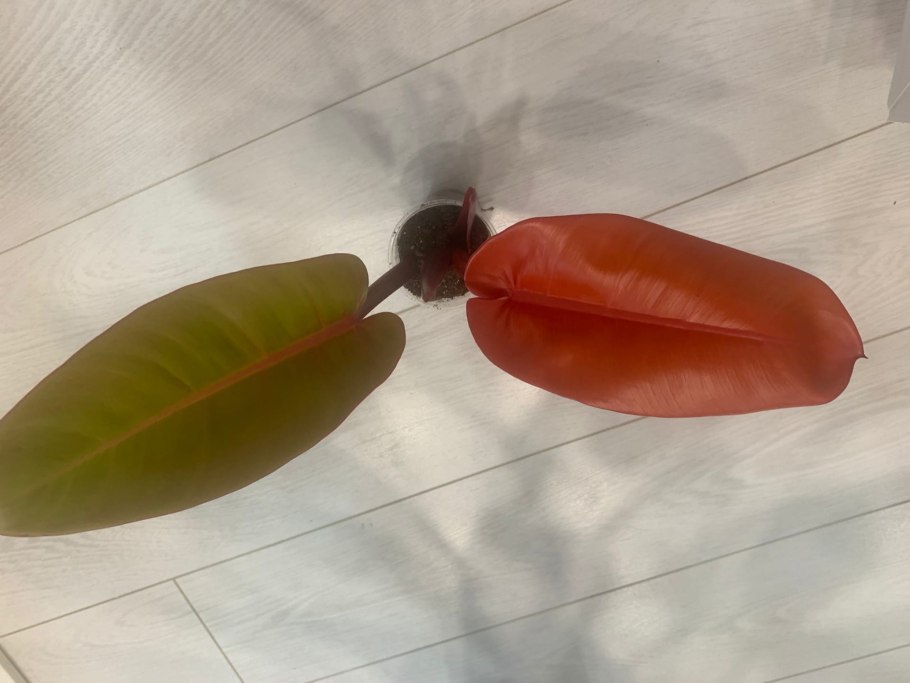 Филодендрон оранж