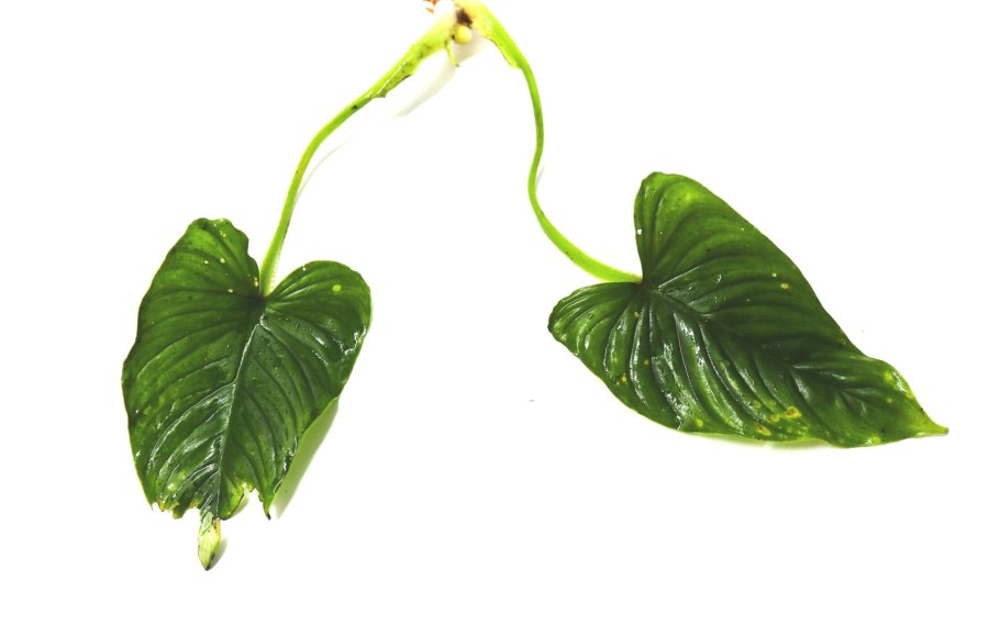 Филодендрон Prince of Orange