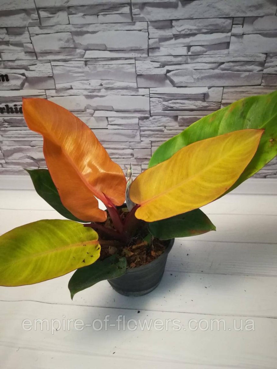 Филодендрон Элефант