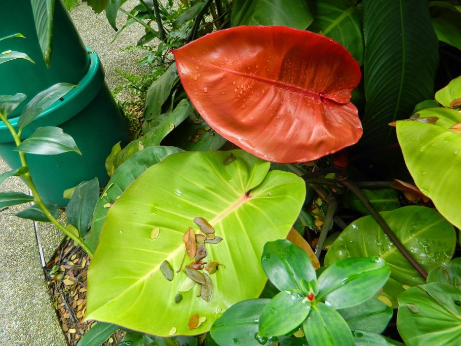 Филодендрон (Philodendron).