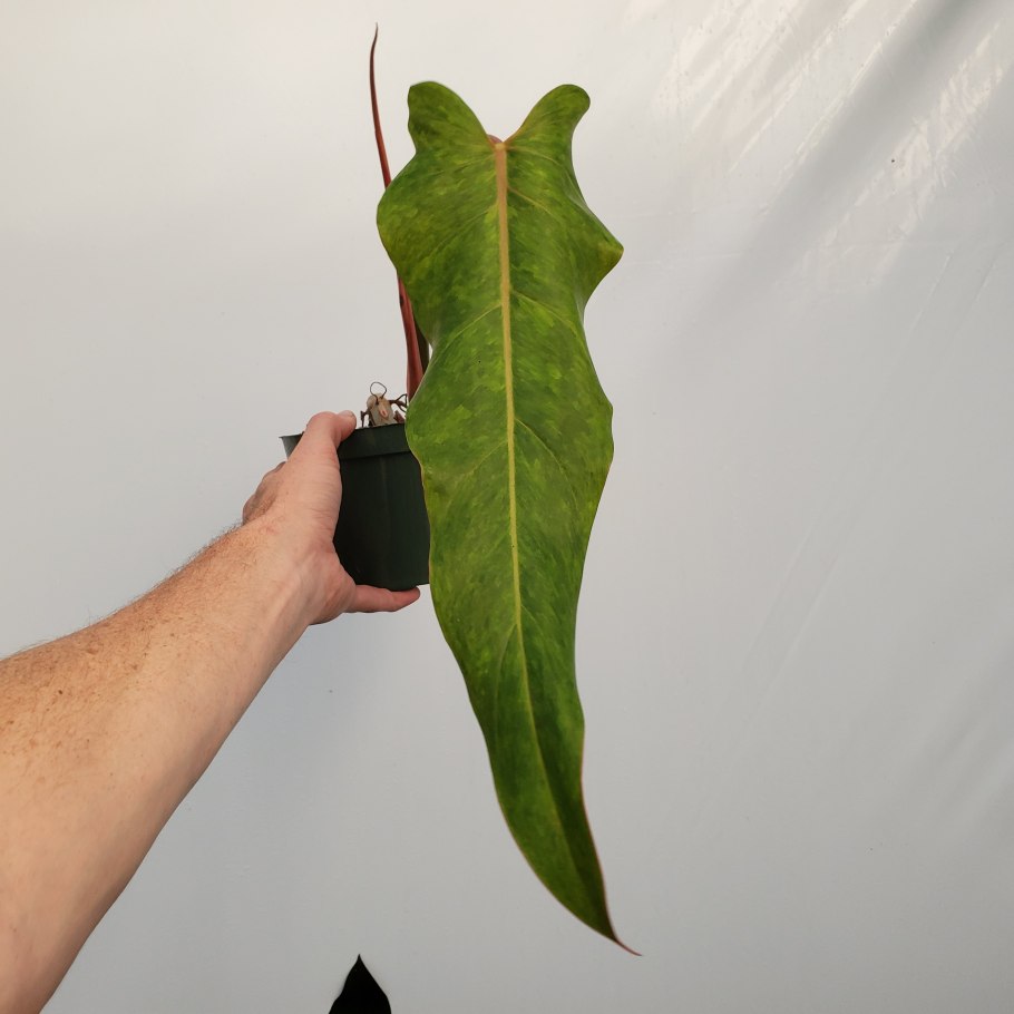 Филодендрон Prince of Orange