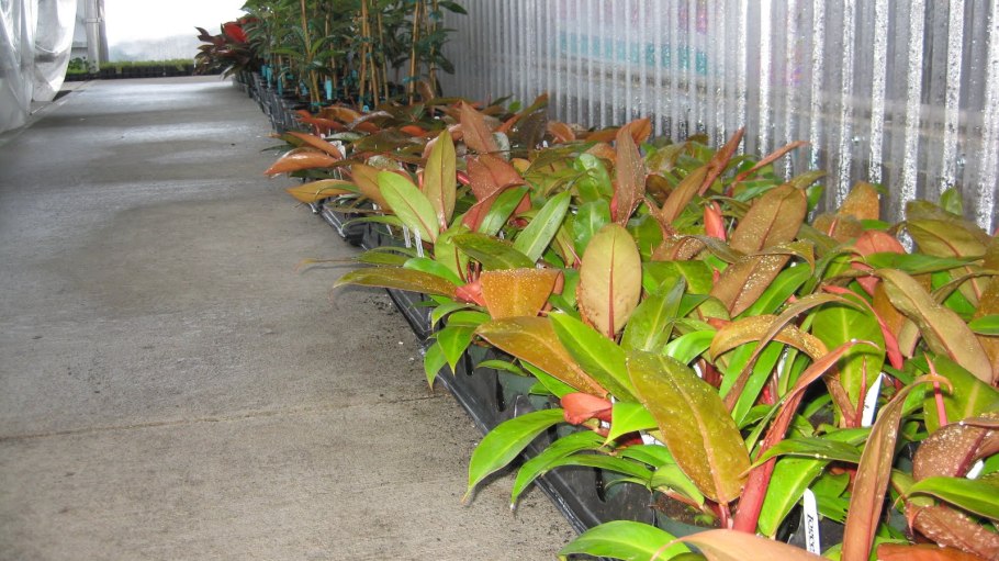 Филодендрон Серратум оранж