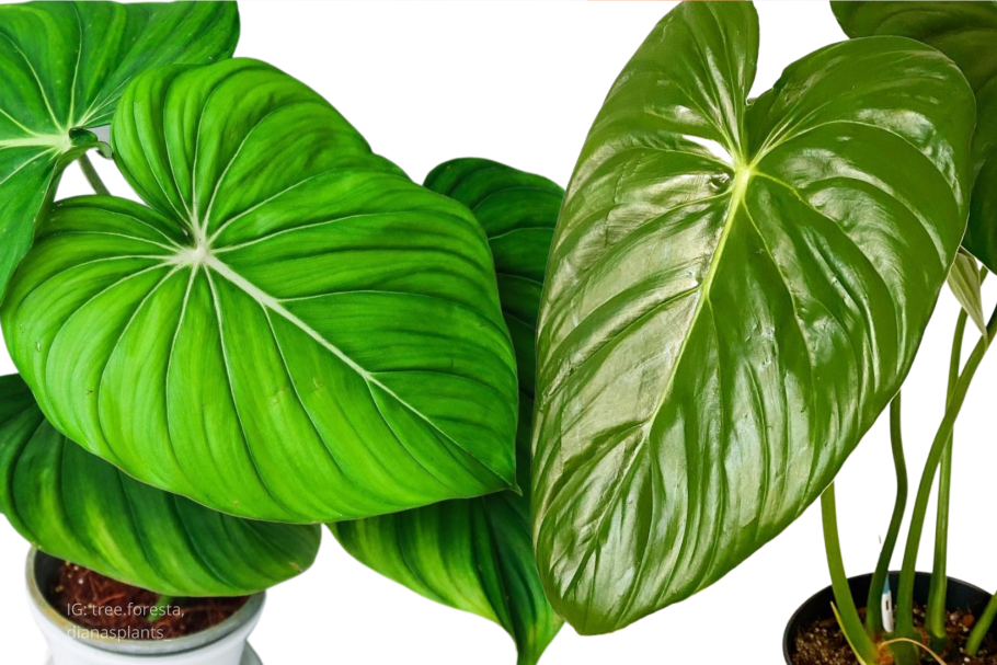 Филодендрон орнатум