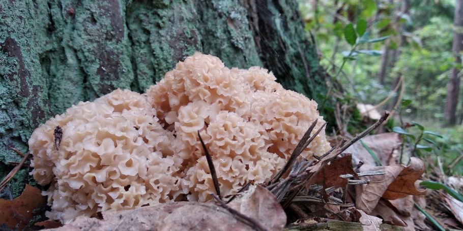 Спарассис курчавый (Sparassis crispa)