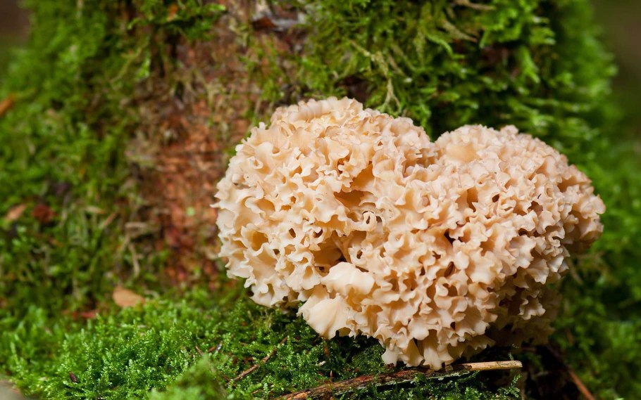 Спарассис курчавый (Sparassis crispa)