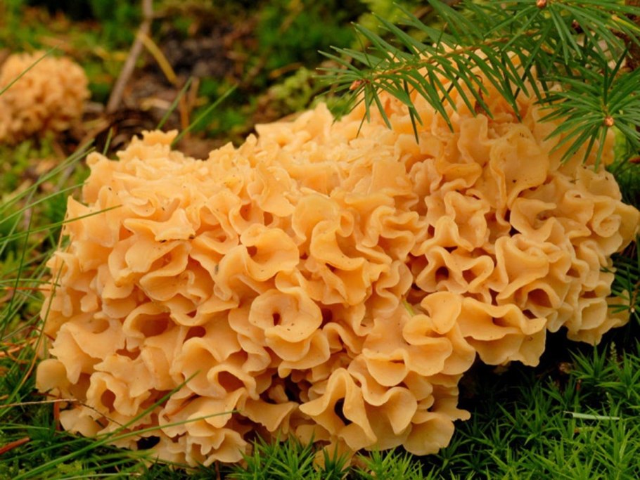 Спарассис курчавый (Sparassis crispa)
