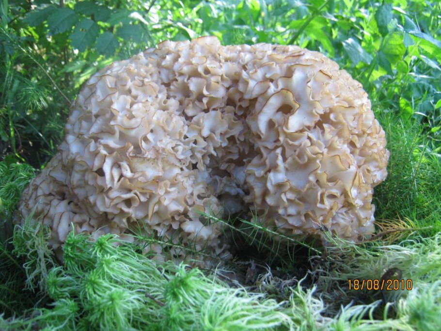 Sparassis crispa грибы