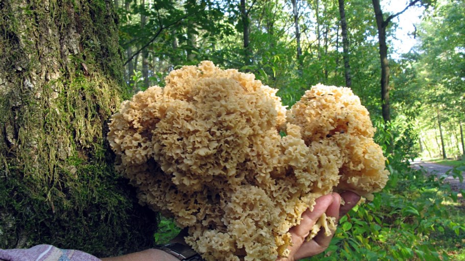 Спарассис курчавый (Sparassis crispa)
